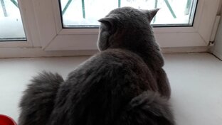 Котик Тишка дома.