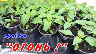 Проект "ОГОНЬ !" (Острый перец)
