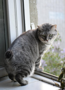 Любимые кошки