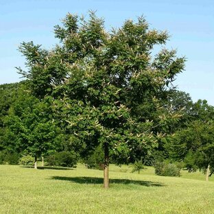 Маакия амурская (амурская акация). 