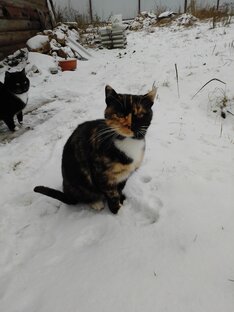 Рассказы о котах