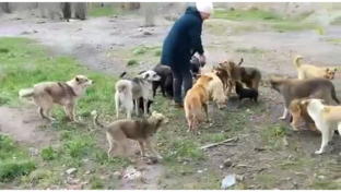 Помощь собачкам из г.Суходольск ЛНР
