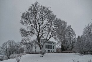 Расти, растение