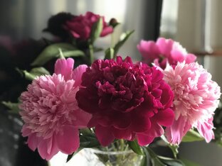 Мои питомцы