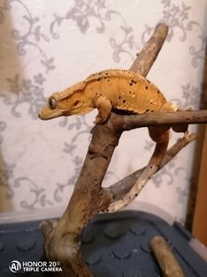 Научные