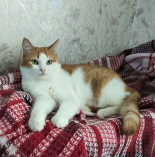 В поисках дома и семьи 🐈