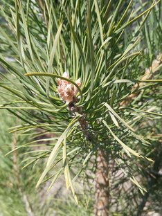 Сад-огород.