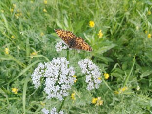 Сорняки, дикоросы и растения-агрессоры в моем саду