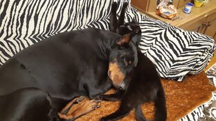 Наши братья меньшие