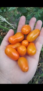 Томаты