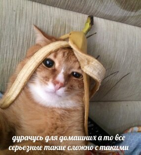 Catss 