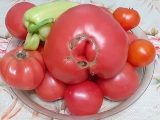 Советы огородникам. Мой личный опыт.
