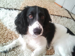 Русский спаниель