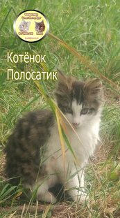 Кошкин двор