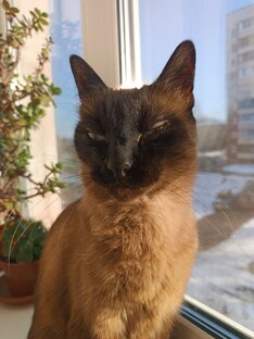 Кот Мурзик.