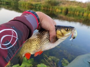 Рыбалка на голавля