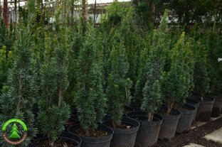 Растения и отзывы