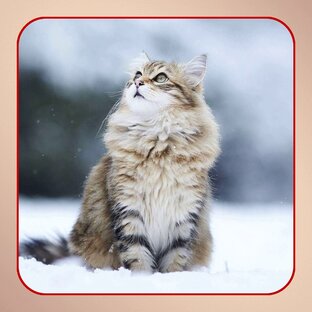 Знакомство с породой: кошки