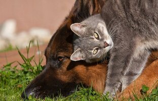 Сказкотерапия