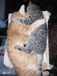 Котобратья! 