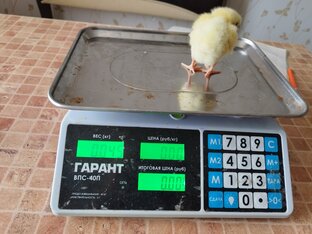 Бройлеры