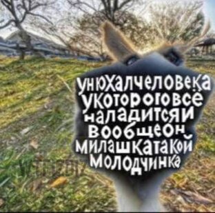 видио меми