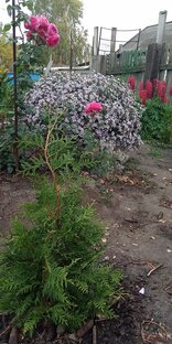 Хвойные любимки!!!