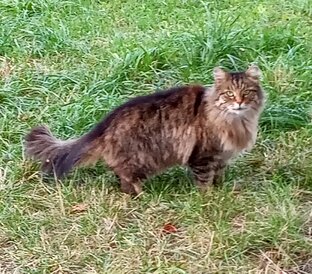 Придворные кошки