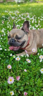 Собачка страшшшная🙂