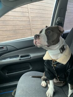 Видео с Шелби 