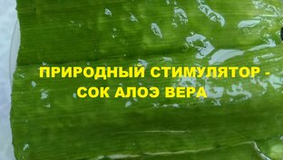 Укоренение - "Алоэ для ленивых" 