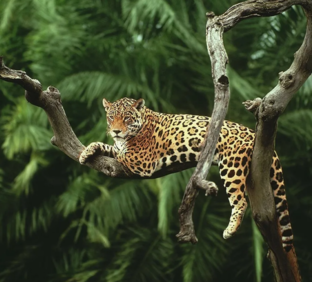 Природа🌲🌳🌴🍀🐈🦎🦘🐳🦚🐆🦉🌼🌼🌼