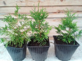 Деревья, выращенные из семян.