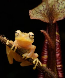 Короткие видео 