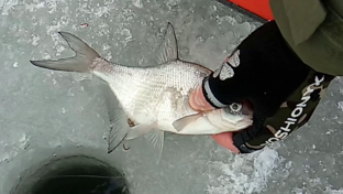Видео с зимней рыбалки