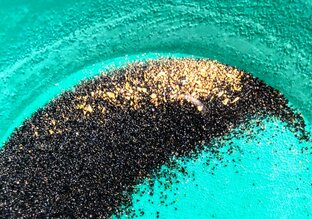 Старательсво и Поиск.