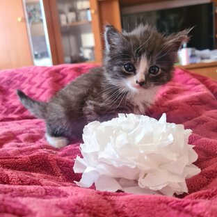 Котёнок Фунтя