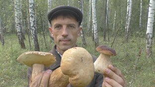 Грибы-ягоды, тихая охота!