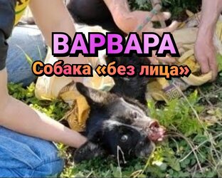 ВАРВАРА, собака «без лица». История спасения