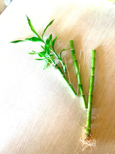 Драцена - бамбук 