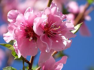 Демон Цветка Персика в Бацзы