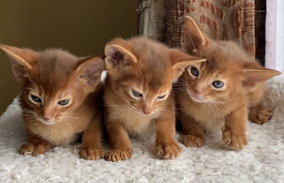 Абиссинские котята окраса соррель