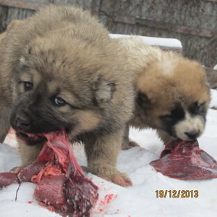 Кормление собак.