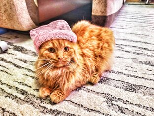 Кошечка Апельсинка