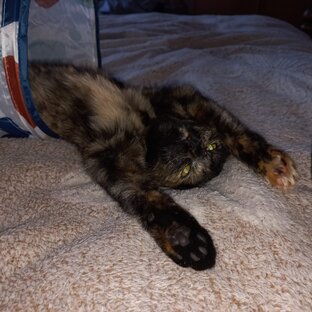 Фото смешных котиков