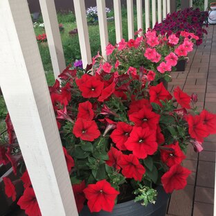 Петуния - сезон 2023. 