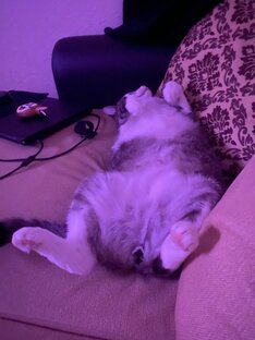 Мой кот в тик-ток