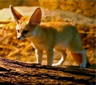 Самые милые и красивые...