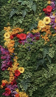 Тема: Стабилизированные растения 