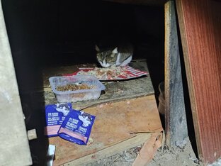 Уличные кошки-наши подопечные. Волонтёрство.